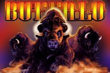 Buffalo